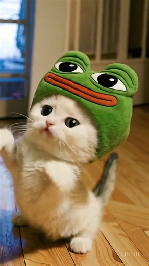 Cute Cat Standing on Two Legs 🐱✨