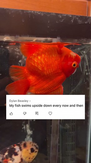 Preventing Gas/Buoyancy Issues in Sensitive Goldfish