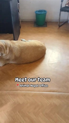 305K views · 10K reactions | Animal Nepal on Reels | Facebook