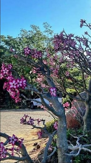 #South Africa - Hoedspruit