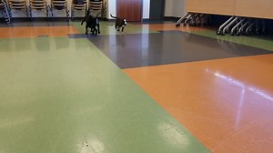 What do you do when you have lots of puppies waiting to be adopted? You have a puppy party! See all of our adoptable dogs and puppies: https://kshumane.org/adopt/dogs.html | Kansas Humane Society