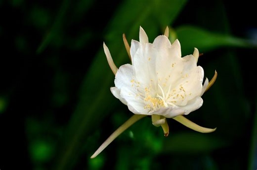 Punya Aroma Lebih Tajam, Kenali 7 Jenis Bunga yang Hanya Mekar di Malam Hari Ini - Bobo