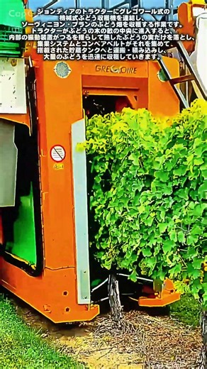手作業より数倍速い、大規模ぶどう収穫の現場 #worker #process #harvest #agriculture #equipment