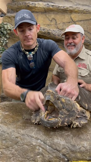 Jay Brewer on Instagram: "Oh SNAP🤯 These Alligator Snappers have a very quick strike and the power to snap a broomstick like nothing😳 Chris is one wild dude and courageous dude😅 This animals speed and power is no joke and he definitely knows what he’s doing when it comes to this beast😳 Snappers are not to be messed with this is for educational purposes only😁"