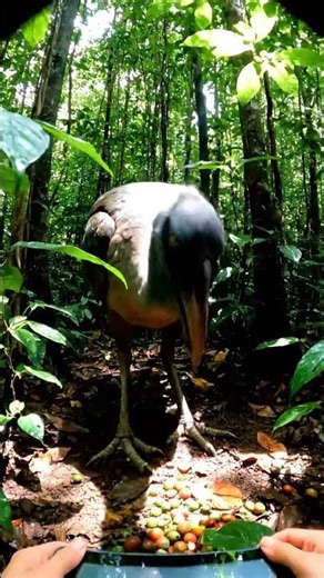 EXTINCT DODO BIRD FOUND ALIVE ON SECRET ISLAND