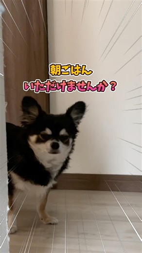 犬、待てない性格。 #犬との暮らし #chihuahua #dog #チワワ #犬のいる生活