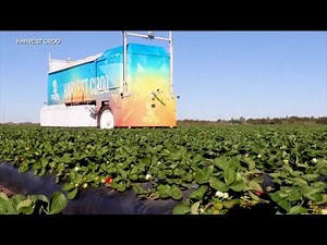 Plant City farmer uses robotic arm to pick strawberries