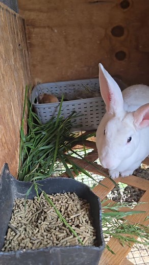 4K views · 218 reactions | Baby Bunnies #rabbit #rabbitlife #bunny #bunnies #bunnylove #bunnylife #bunnyrabbit #baby #babies | Fish Or Price Ranch | Facebook