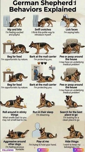German Shepherd Behaviors EXPLAINED 🐕🔥 What Every Owner Must Know!