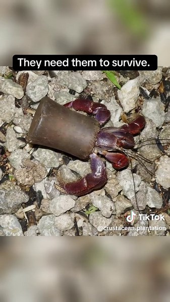 crustacean.plantation on TikTok
