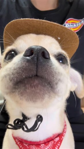 Instadogs on Instagram: "Jummy😋"