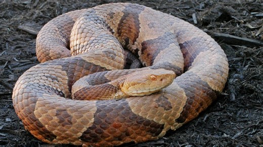 Delaware is home to dangerous animals. Here's a look at 9 of them