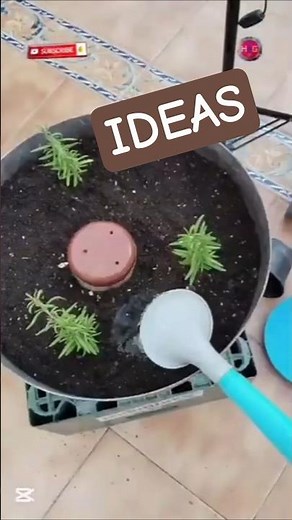 Grow Rosemary Easily at Home. #shorts #reels