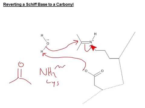 CHEM 407 - Carbohydrate Chemistry - Hydrolysis of a Schiff Base