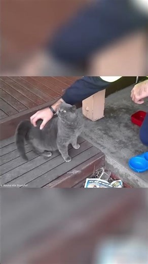 A Strange Cat Habit: The Butt-Scratching Reflex! #shorts