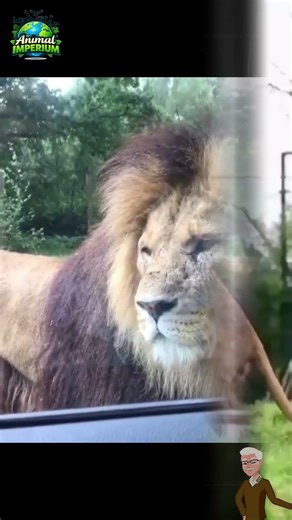 Lions Devour Prey in WILD Hunt