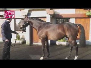 Invincible Spirit - Irish Stallion Trail 2015