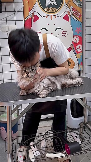 Daily Cat Care Tips for Grumpy Cats