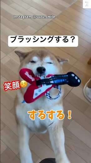 笑ってる‼️笑顔な柴犬が可愛すぎる💕 #柴犬 #犬 #かわいい犬 #笑顔 #犬のいる暮らし