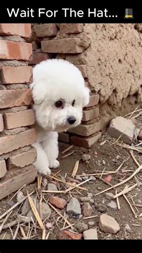 Fluffy Dog Gets Pranked With a Firecracker #dog #prank #comedy