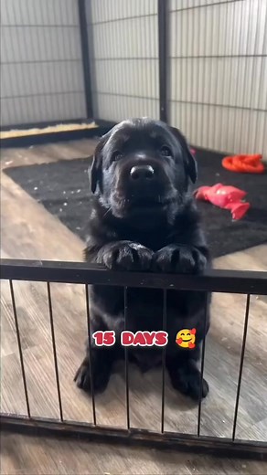 Black labrador transformation | Ankit Gangwar