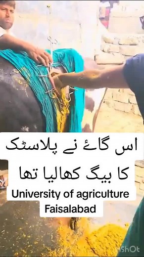 Milking a Cow: Step-by-Step Process and Techniques