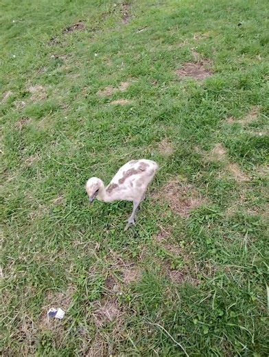 Walking our baby emu #cuteanimals #emu #farmanimals #farmlife