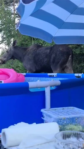 Deer Family Comes Over to Use Pool