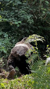 The Nile crocodile is the largest crocodilian in Africa, and is generally considered the second-largest crocodilian after the saltwater crocodile. For booking or inquiries Email: info@kisembosimbauganda.com What’s app: 256773286136 www.kisembosimbauganda.com #visituganda #creatingmemories #nature #serengeti #travelphotography📷 #traveleithkisembo #vacation #travelphotography #askmeaboutuganda #uganda #masai | Moses Kisembo