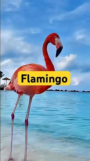 Why Are Flamingos Pink? The Surprising Science Behind Their Color