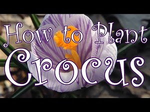 How to Plant/Transplant Crocus 🌷