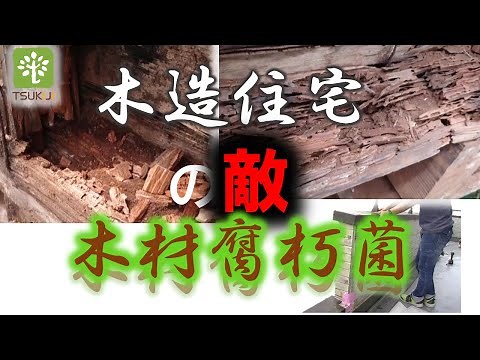 「木材腐朽菌」 木を腐らせる原因とは？【耐久】
