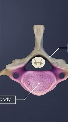 What You NEED to Know About C2-C7 Spinal Nerves & Cord Function