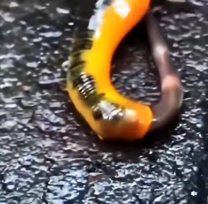 The eerie tale of a leech... and the unlucky worm it found. Some creatures don’t just feed — they haunt. ➡️ Follow Strange Happenings for more spine-chilling wildlife encounters and hidden truths from nature. For more Amazing knowledge you can visit our website. Link available in the comment section. #DidYouKnow #viralpost #viralpage #facebook #facts #dailyfacts #factsdaily #trending #trendingpost #facebooktrending #animalplanet #nationalgeographic #animallover #viralvideo #ancientknowledge #anc