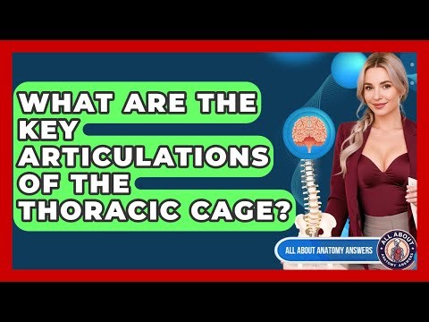 What Are The Key Articulations Of The Thoracic Cage? - All About Anatomy Answers