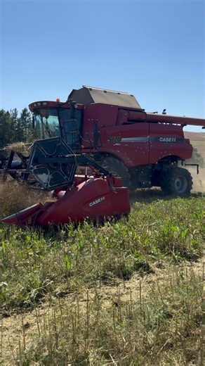 38 reactions | CASE IH 9120 [ Mlátenie Repky Olejnej ] #ernte #žatva #erntezeit #harvest #żniwa #caseıh #caseiheurope | Agrofilm Brothers | Facebook