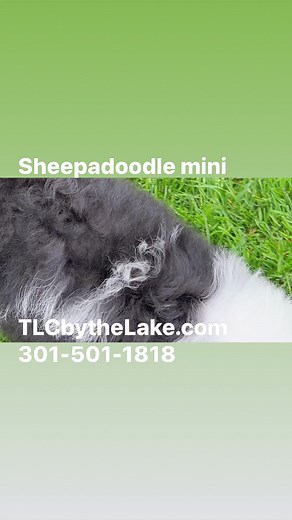 TLCbytheLake.com Mini sheepadoodle. UTD shots. Training started. Parents Health tested. Adult size 35-45 lbs | TLC by the Lake Poodles and Doodles
