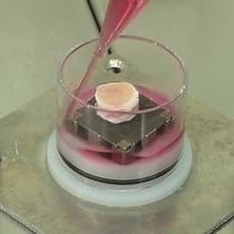 Serie: Kultur des gesamten Organgewebes