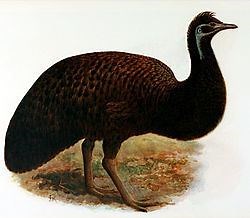 King Island emu - Alchetron, The Free Social Encyclopedia