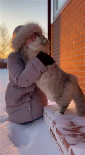 😺 🐈 Beautiful Ragamuffin screams happy tears! Watch this adorable moment #cats #ragamuffin #cute