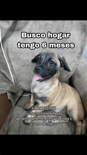 89 reactions · 3 comments | Caso externo. Inf.0984187768 Es macho, tiene 6 meses aproximadamente, es muy cariñoso y come de todo. | Adopción Animal Guayaquil - AG | Facebook