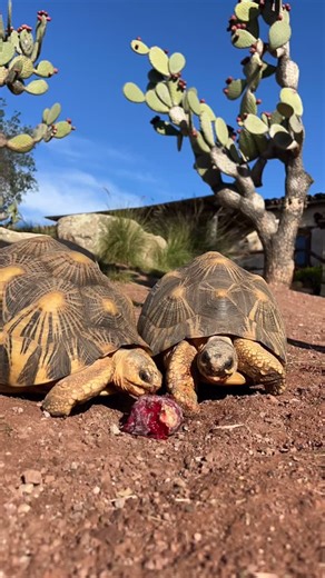 A direct message from the turtles. Remember to always listen to the turtles. 🐢 | Turtle Conservancy