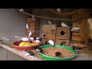 White Java Sparrows and Friends - Saturday Morning, November 20th, 2021