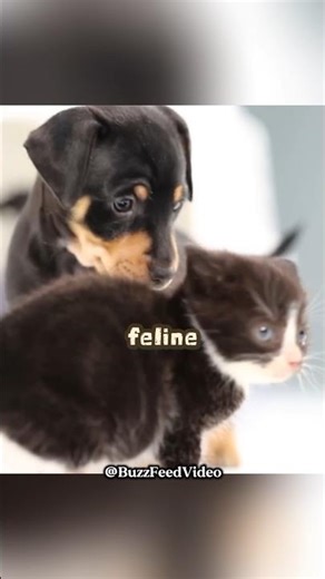Kittens Meet Puppies for the First Time #shorts #kindness