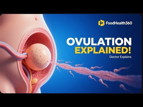 How Ovulation Really Works: Doctor Explains | FoodHealth360