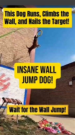 This Dog Runs, Climbs the Wall, and Nails the Target! #youtubeshort #dog #animals #climber