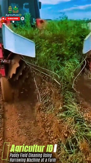Paddy Field Cleaning Using Harrowing Machine at a Farm #agriculture