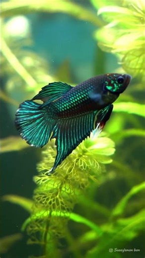 The Jewel of the Jungle! 💎 Metallic Green Alien Betta