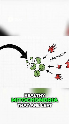 Mitochondrial Damage Cycle Understanding Disease Progression #pharmacology #science