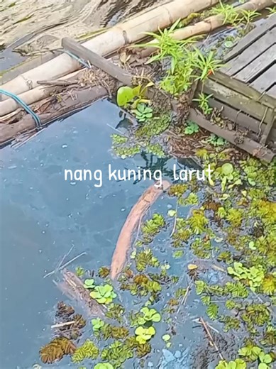 Banyu Banjir: Warna Kuning Dalam Aliran
